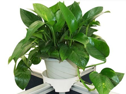 花卉租賃后家庭花卉養護該注意什么？